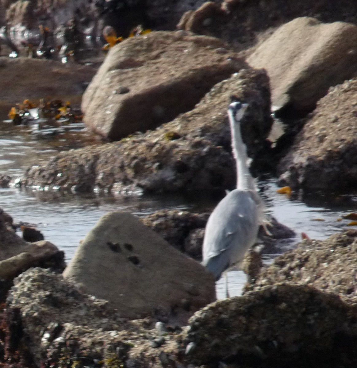 Gray Heron - ML41046201