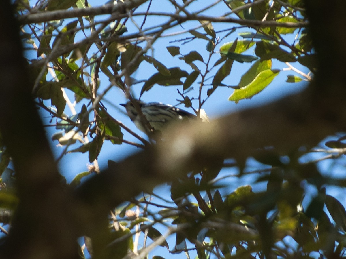 Black-throated Gray Warbler - ML410462991
