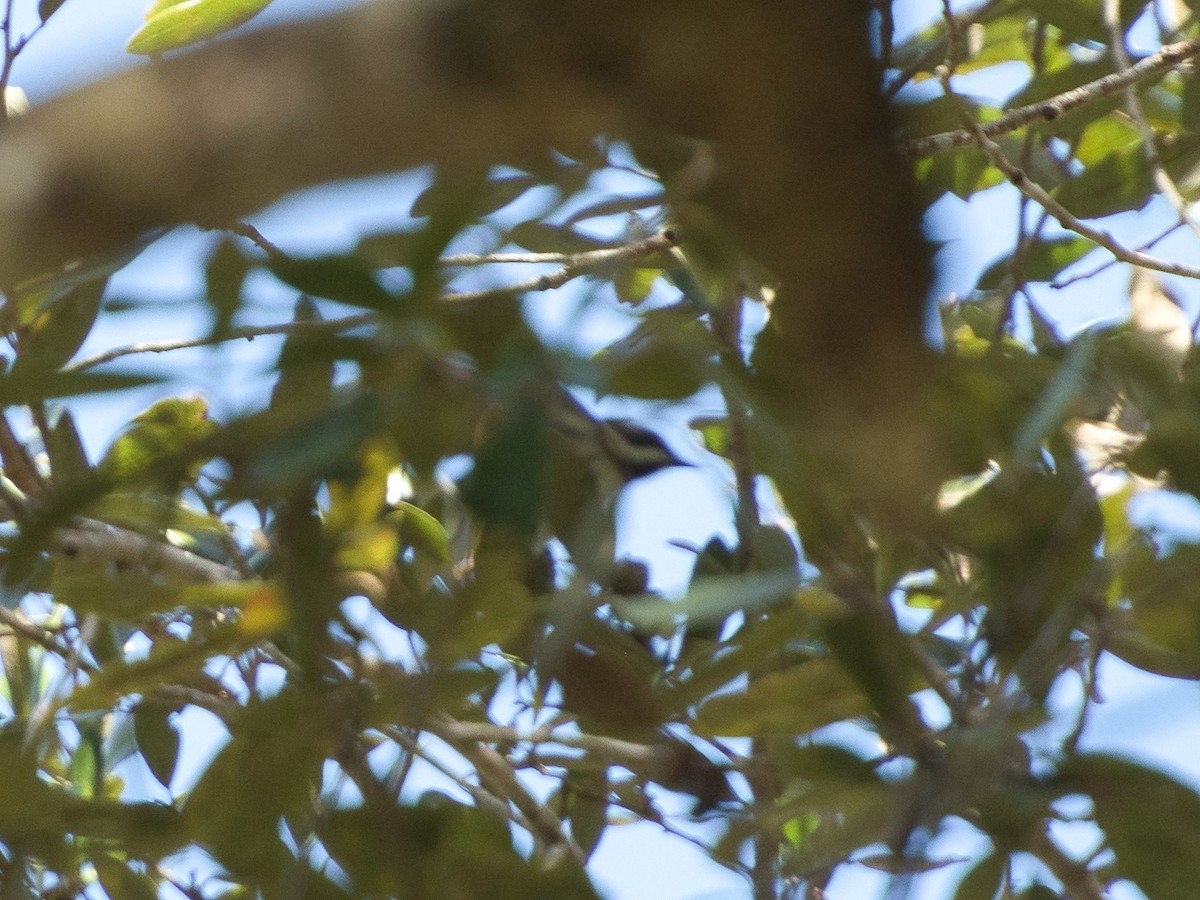 Black-throated Gray Warbler - ML410463011