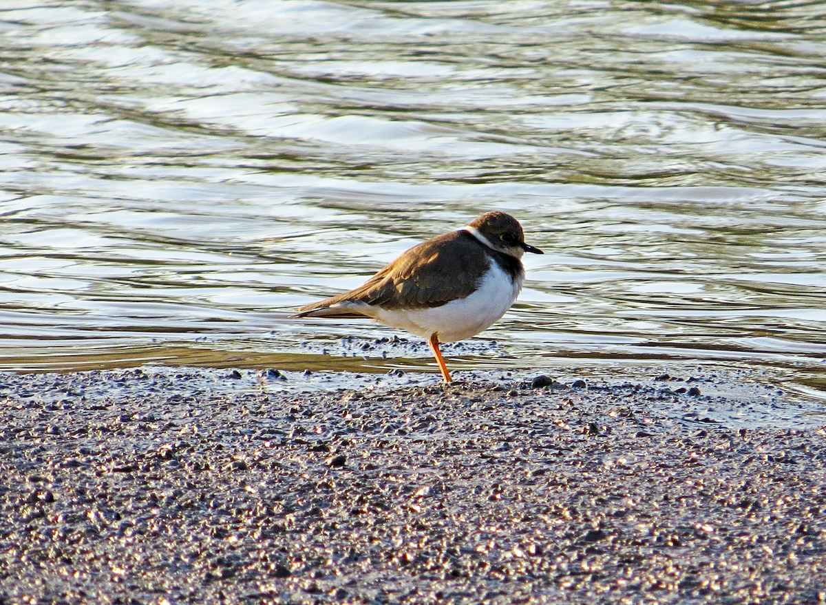 Little Ringed Plover - ML410464791