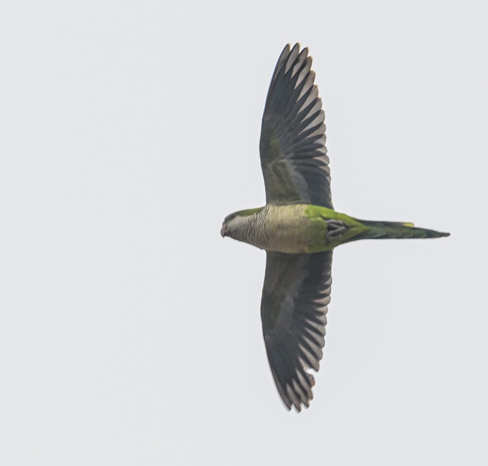 Monk Parakeet - ML410465091