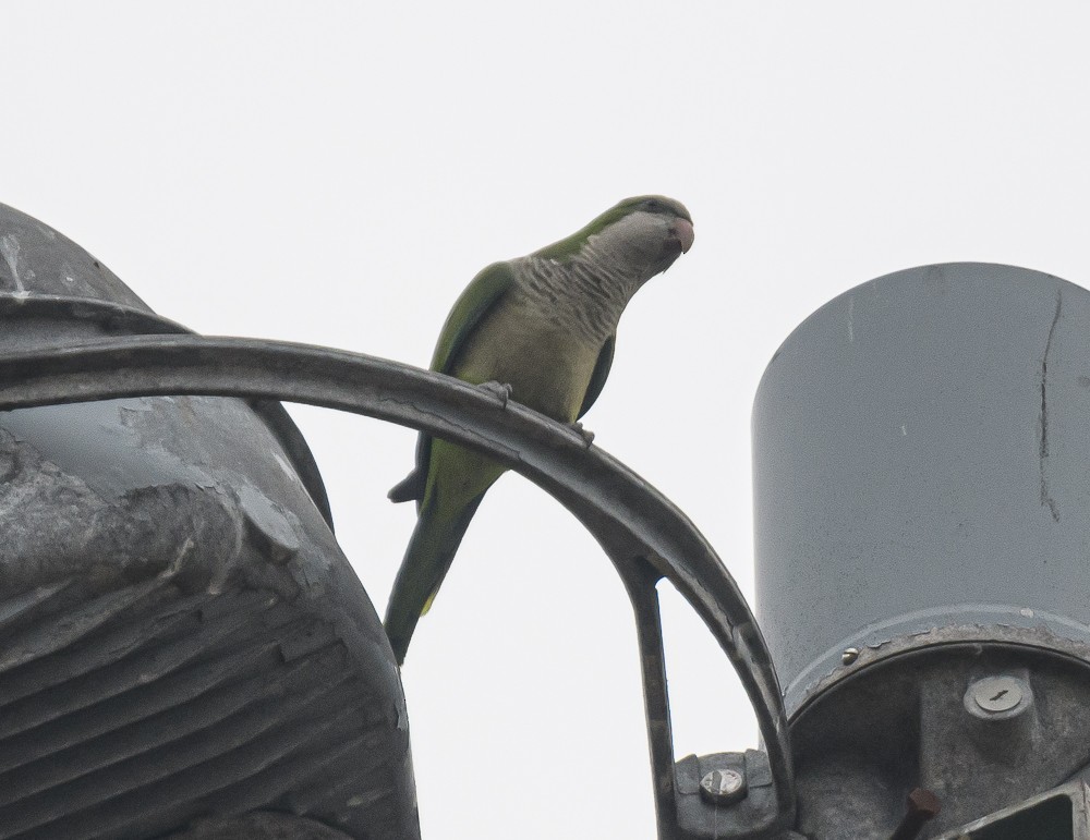 Monk Parakeet - ML410465101