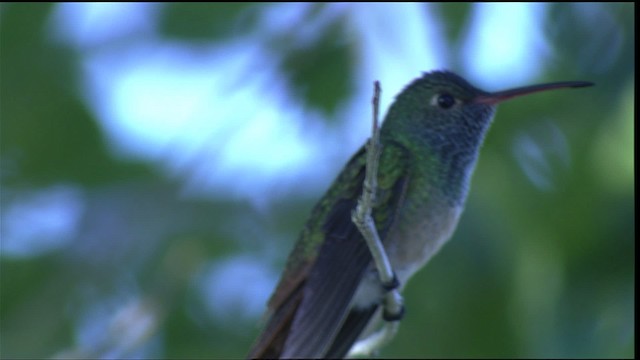 アカハシエメラルドハチドリ（cerviniventris／chalconota） - ML410466