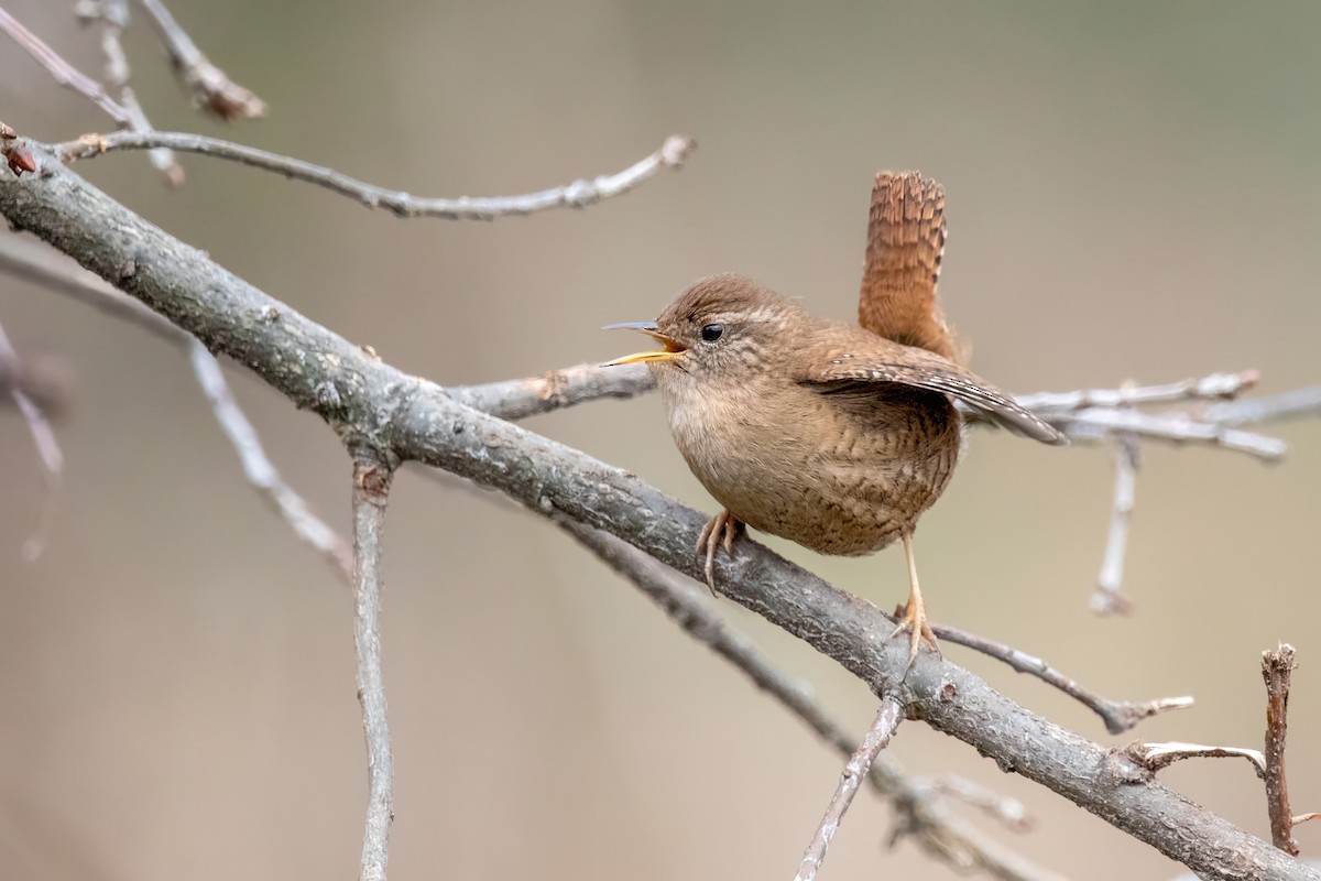 Eurasian Wren - ML410466021