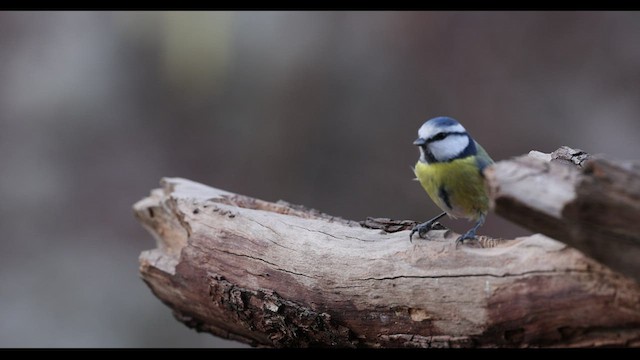 Eurasian Blue Tit - ML410466101