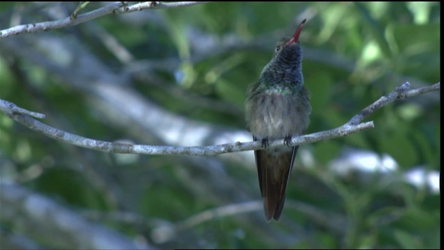kolibřík yukatanský (ssp. cerviniventris/chalconota) - ML410467