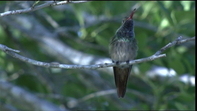 アカハシエメラルドハチドリ（cerviniventris／chalconota） - ML410467