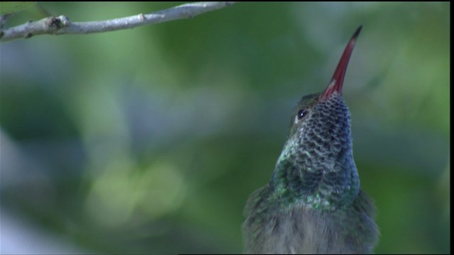 Ariane du Yucatan (cerviniventris/chalconota) - ML410468