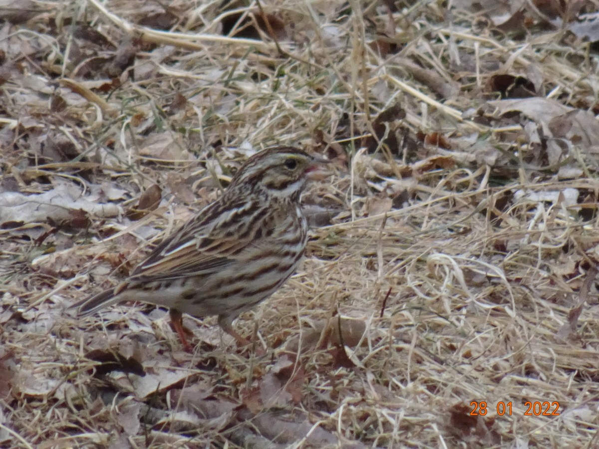 Savannah Sparrow - ML410468301