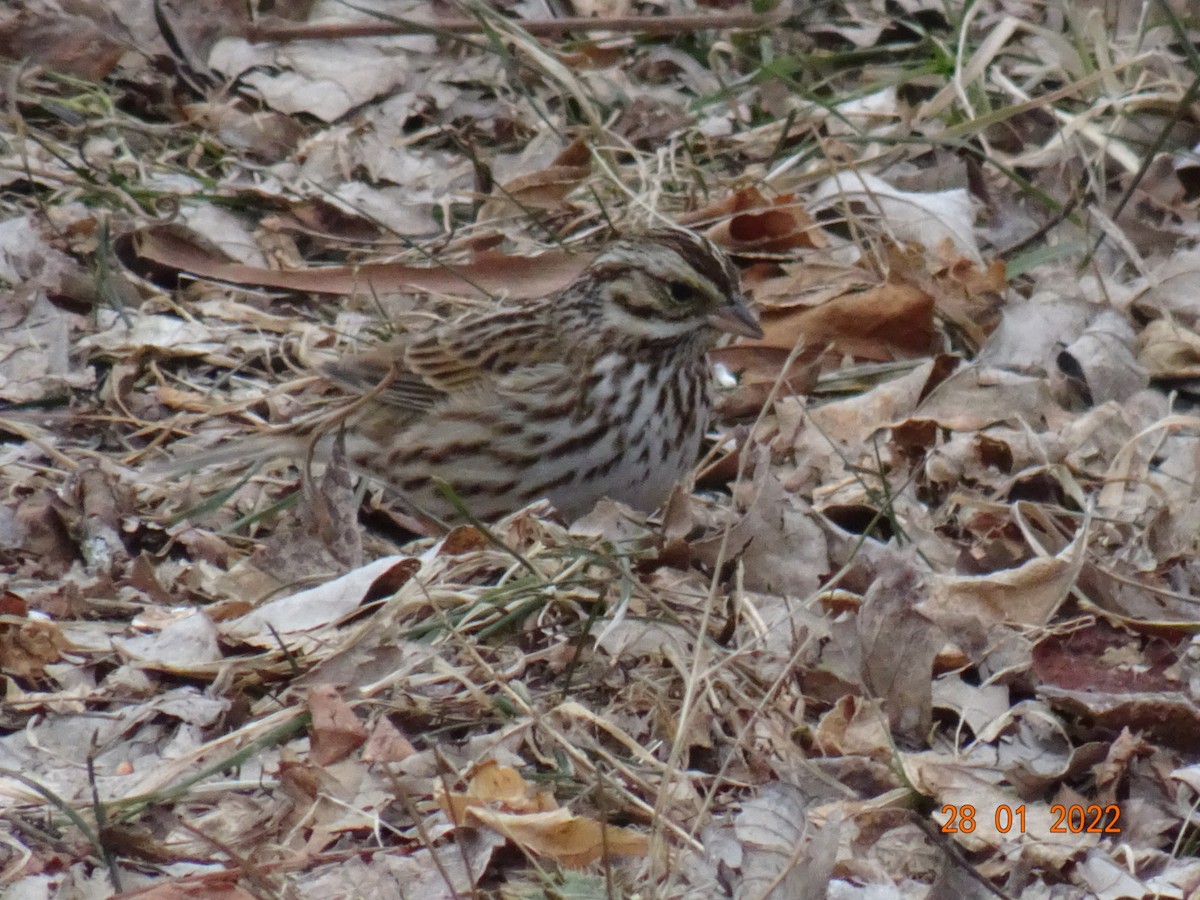 Savannah Sparrow - ML410468311