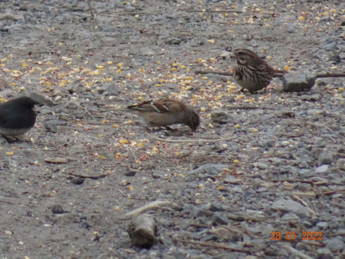 American Tree Sparrow - ML410468381