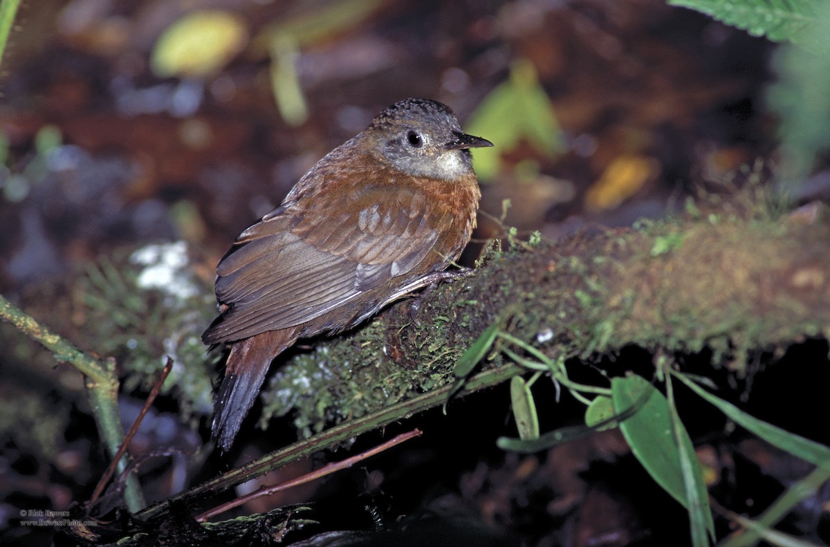 Gray-throated Leaftosser - Rick Bowers