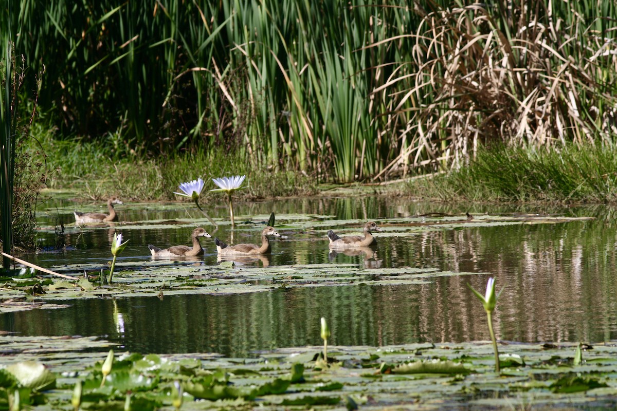 Egyptian Goose - ML410468991