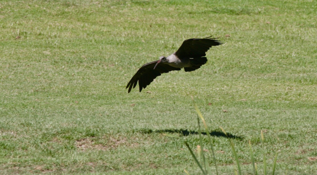 Hadada Ibis - ML410469121