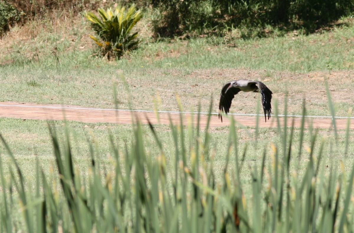 Hadada Ibis - ML410469131