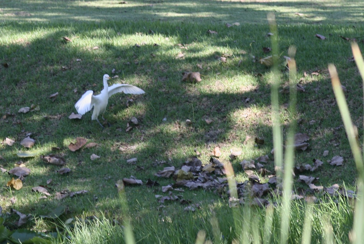 Western Cattle-Egret - ML410469141