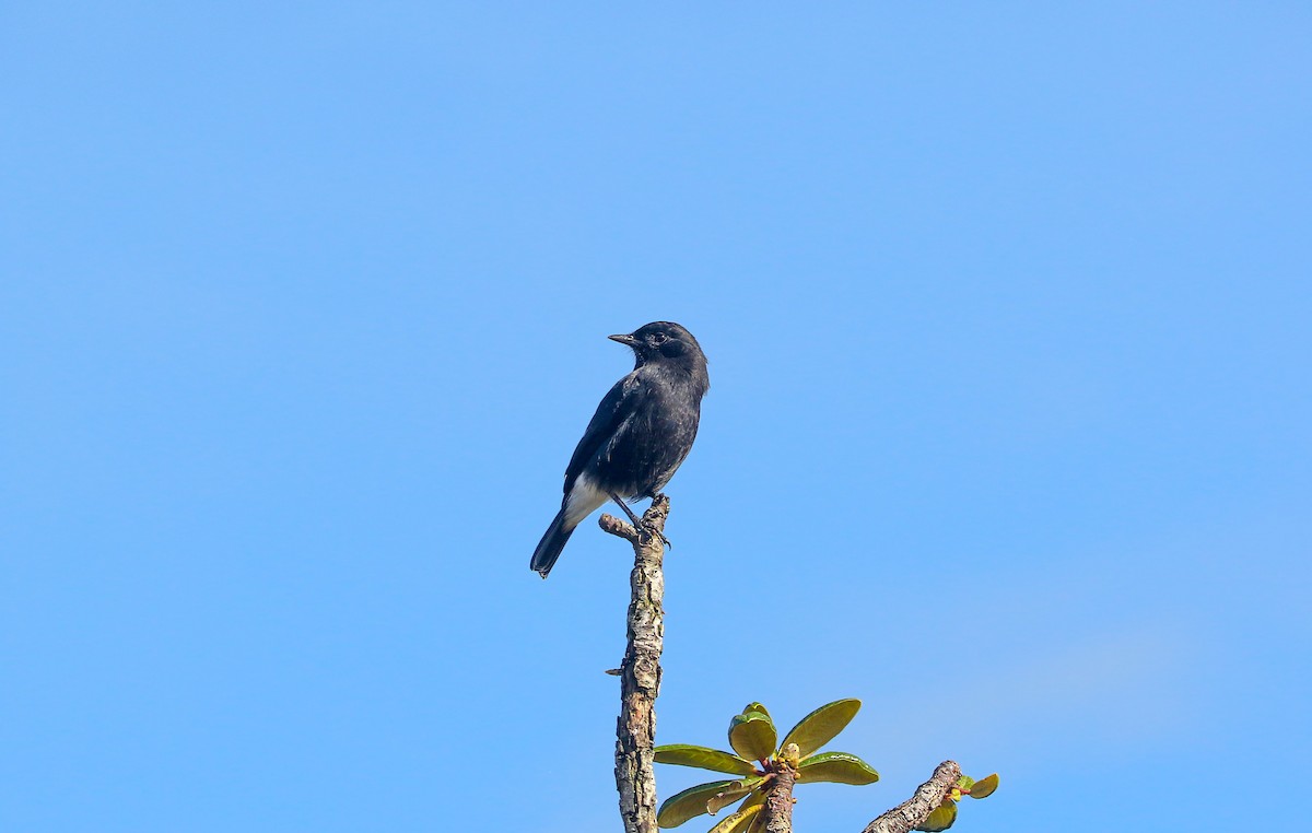 Pied Bushchat - ML410469191