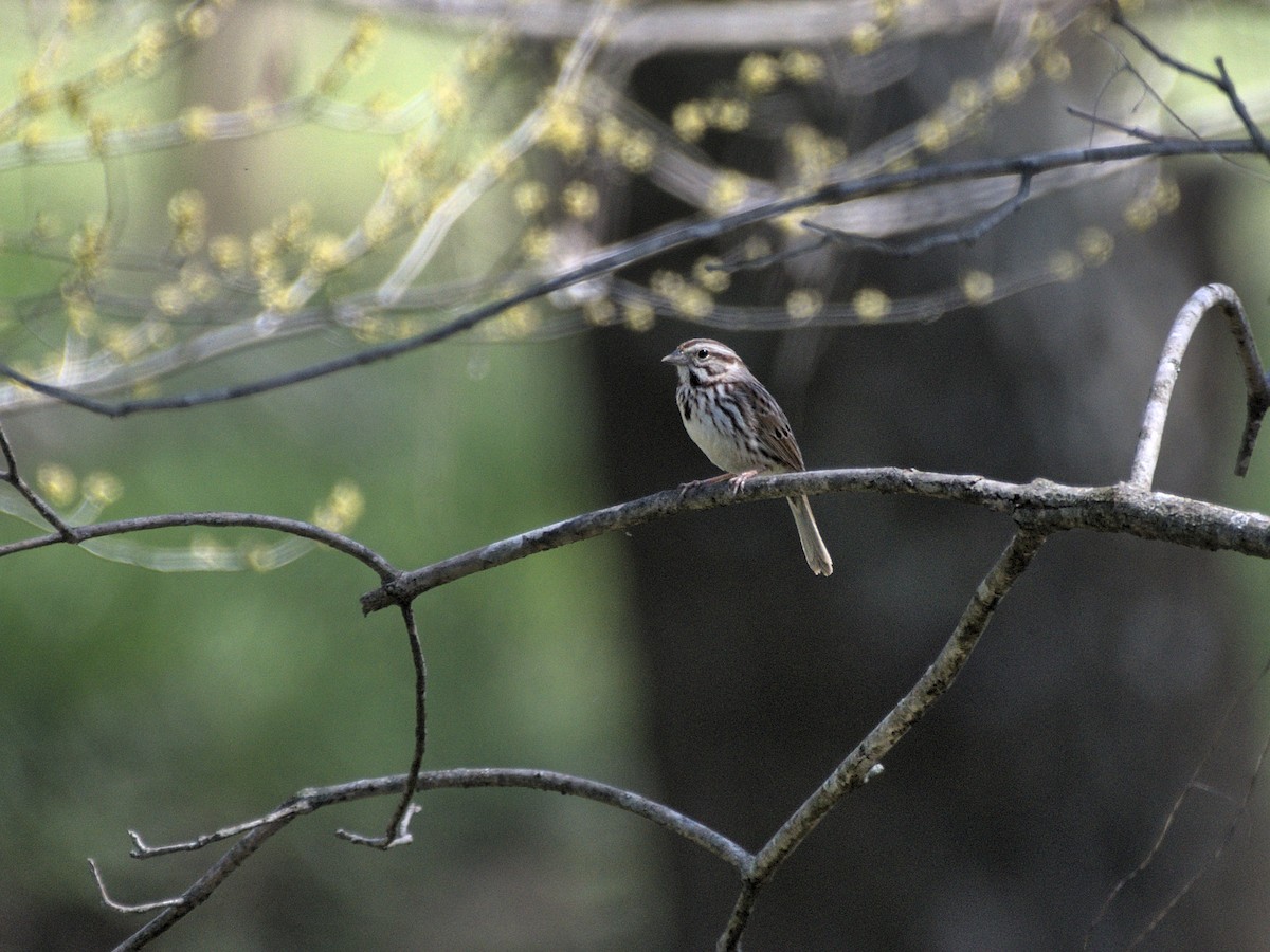 Song Sparrow - ML410469561