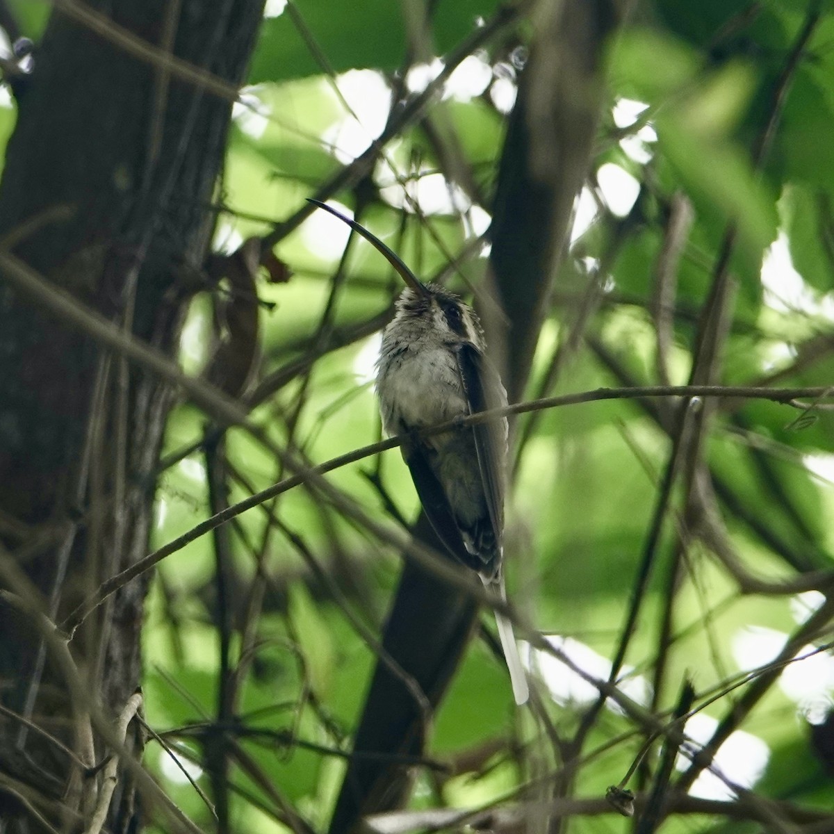 Long-billed Hermit (Baron's) - ML410469601