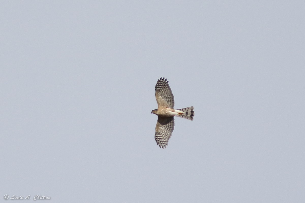 Sharp-shinned Hawk - ML410470741