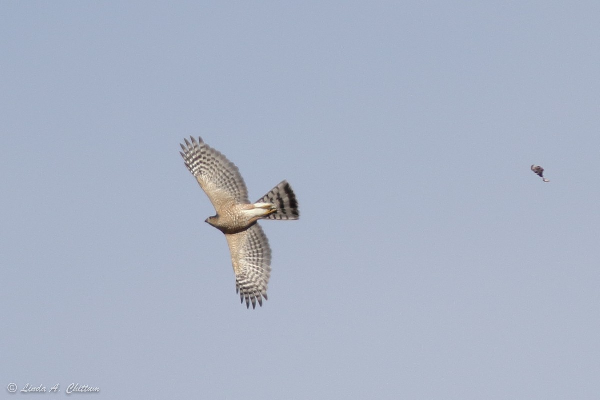 Sharp-shinned Hawk - ML410470751