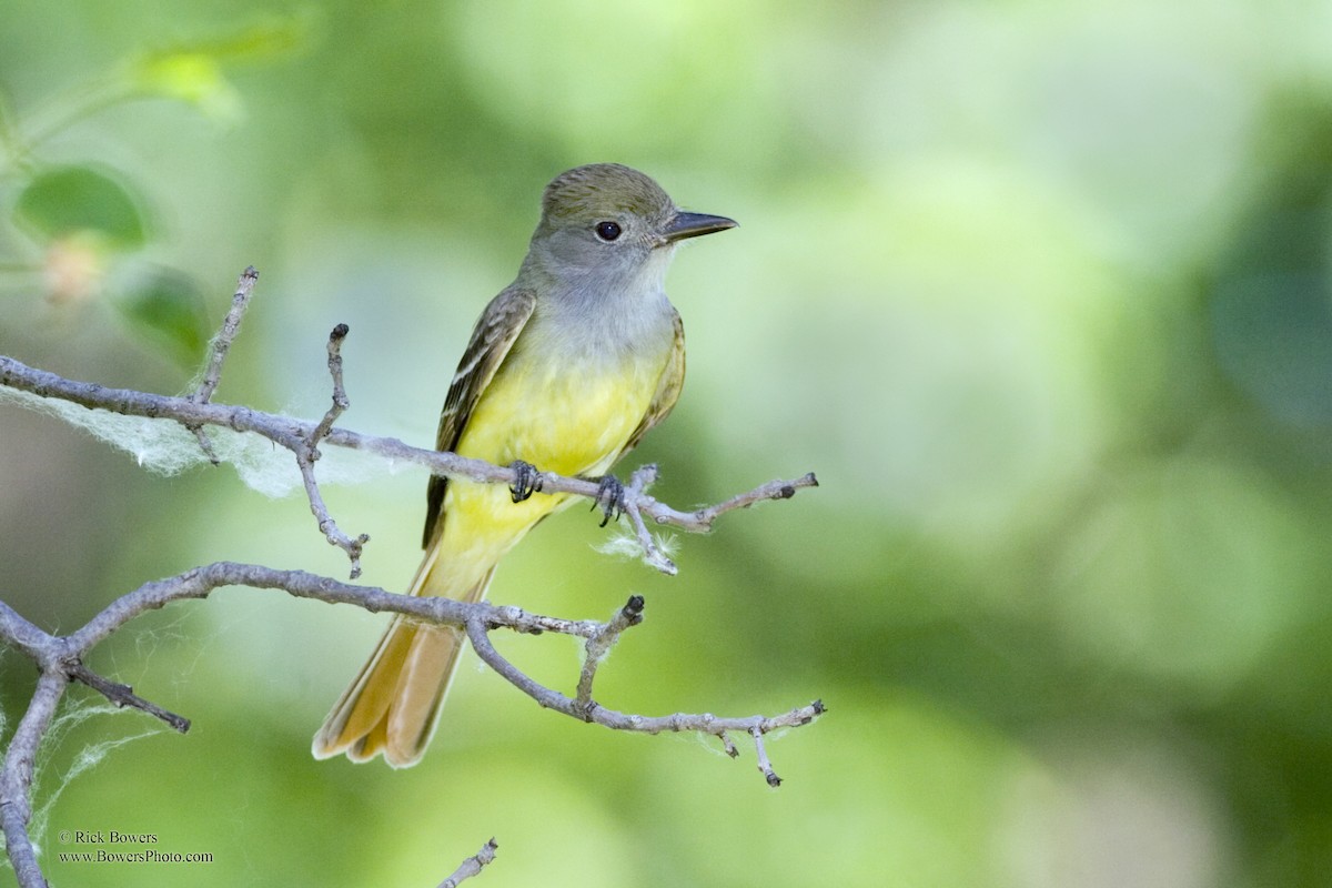 Great Crested Flycatcher - Rick Bowers