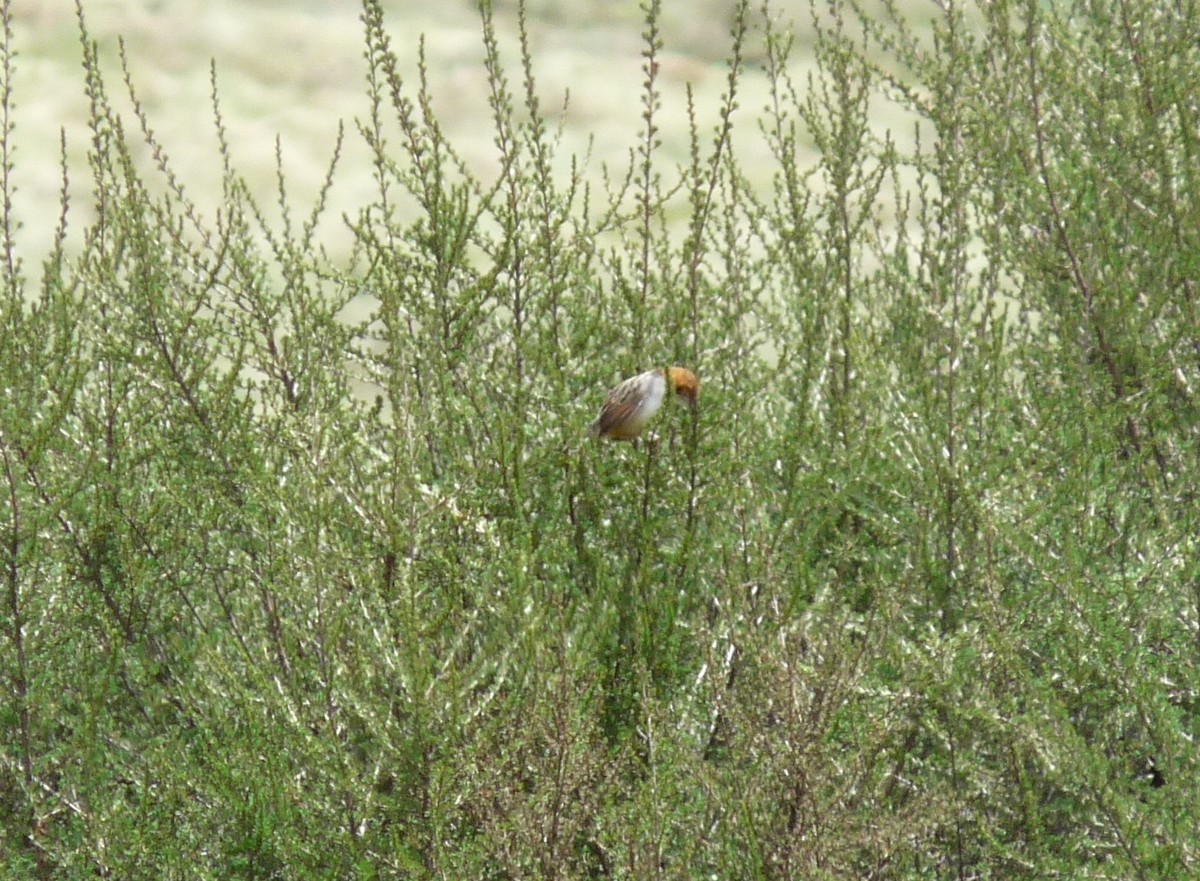 Aberdare Cisticola - ML410471561