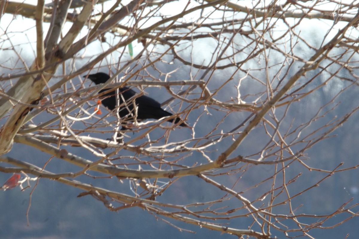 American Crow - ML410472211