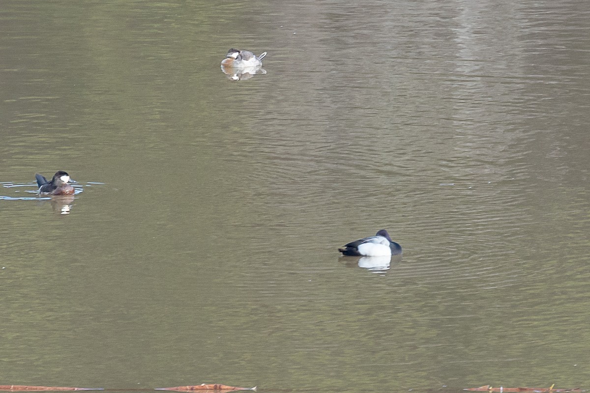 Lesser Scaup - ML410472451