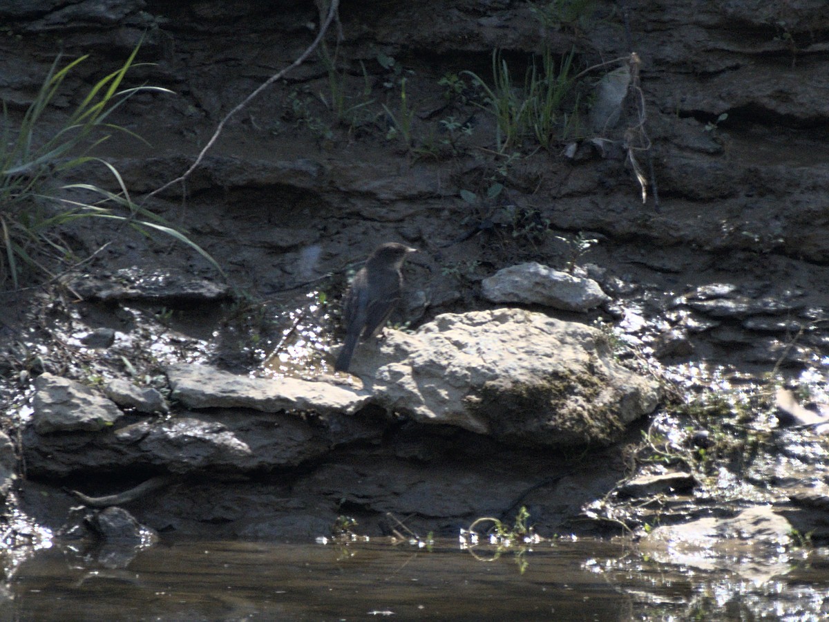 Eastern Phoebe - ML410472751