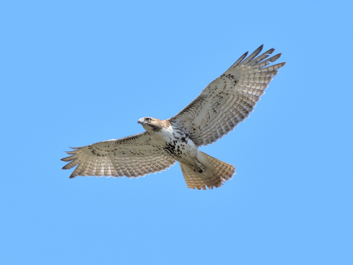 Red-tailed Hawk - Eric Lathrop
