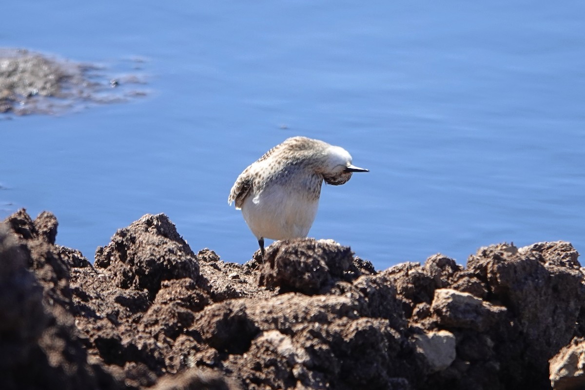 Baird's Sandpiper - Gonçalo__ Almeida