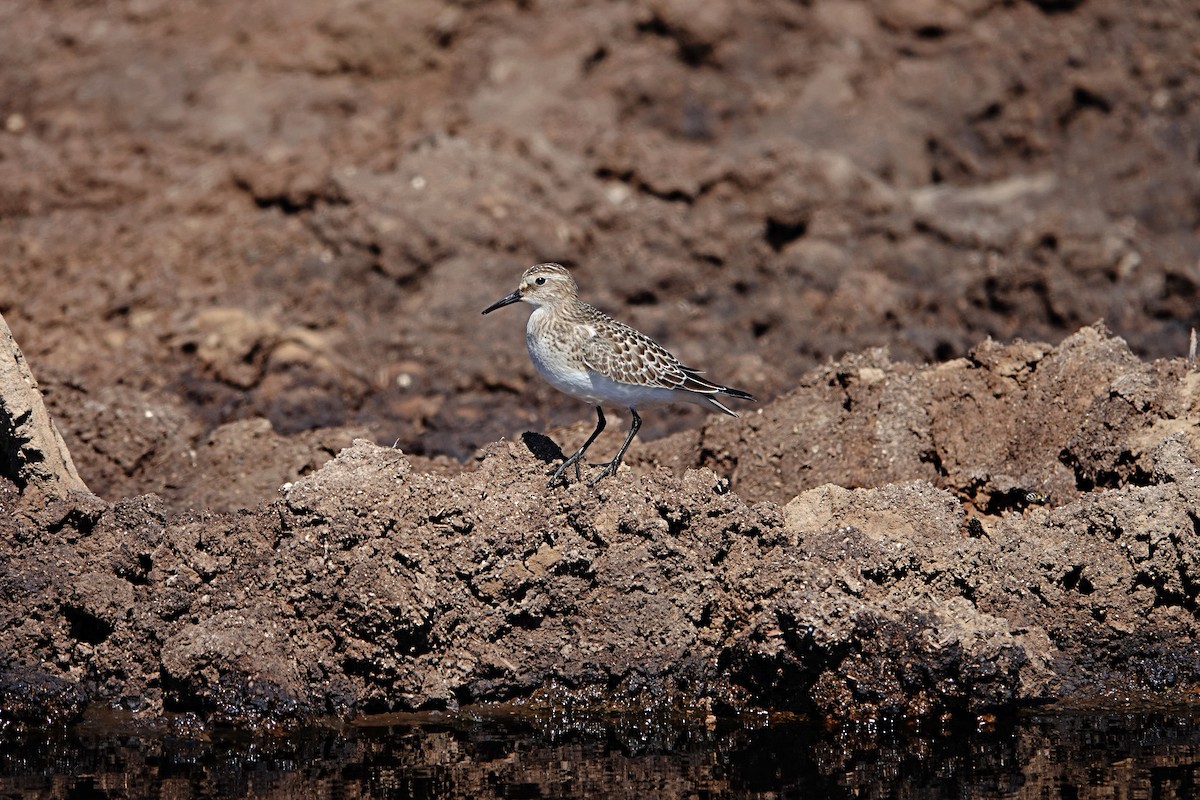 Bairdstrandläufer - ML410474231
