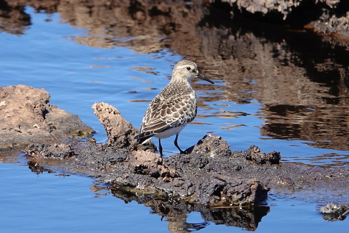 Baird's Sandpiper - ML410474281