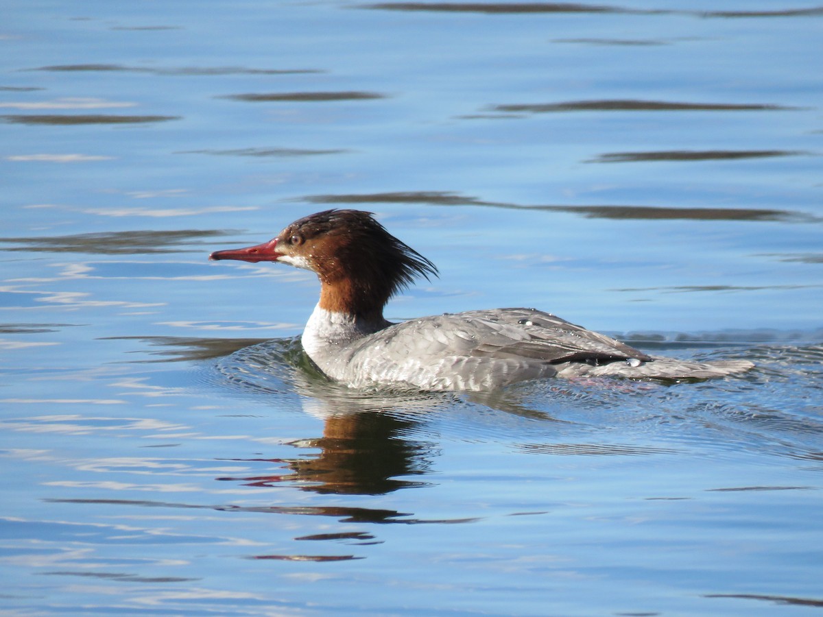 Common Merganser - ML410475381