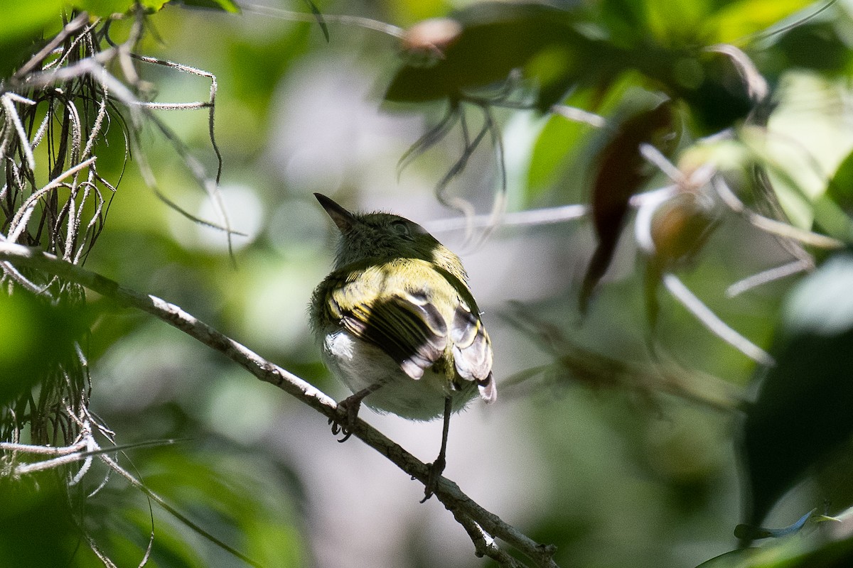 Hangnest Tody-Tyrant - ML410476841