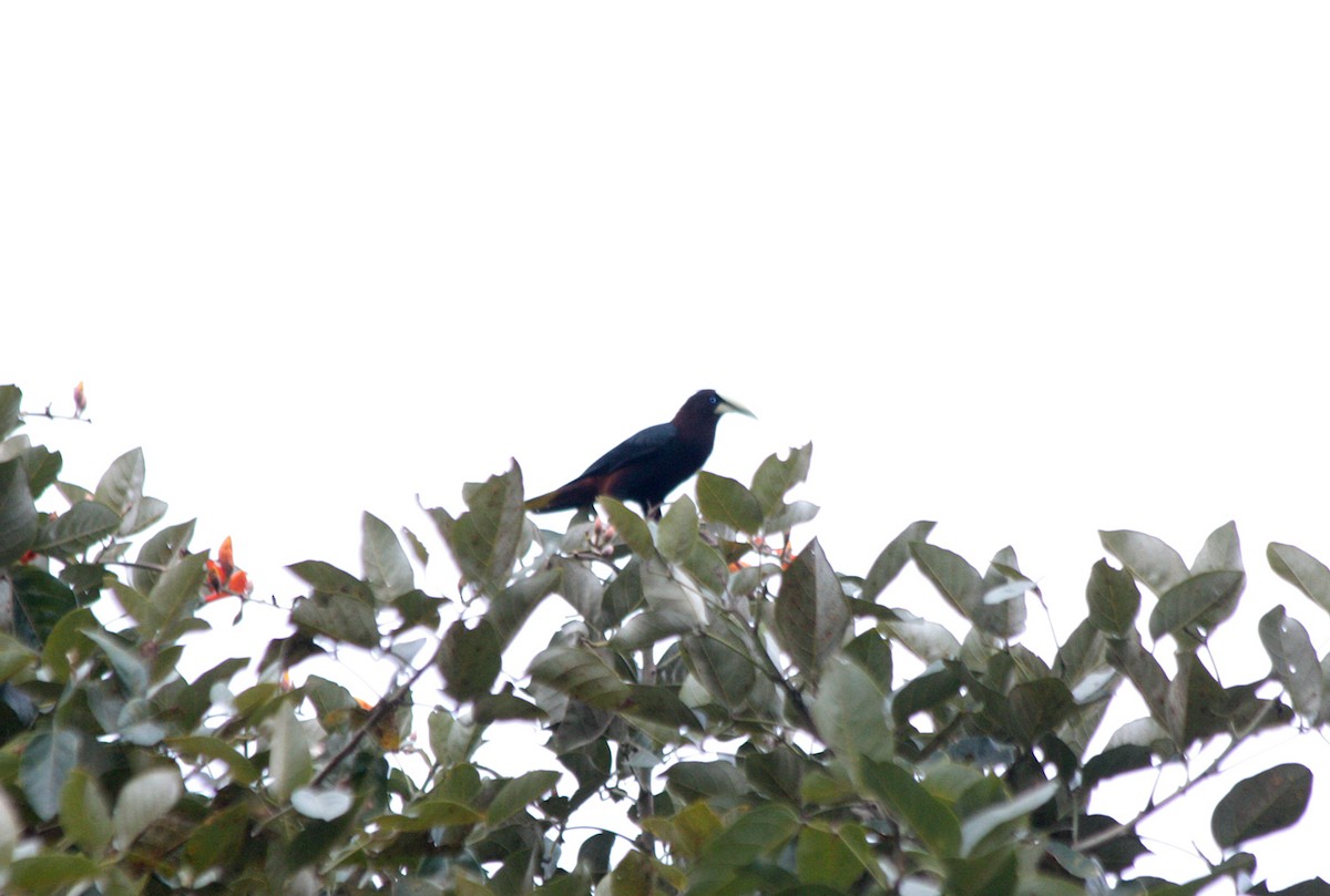 Chestnut-headed Oropendola - ML410477231