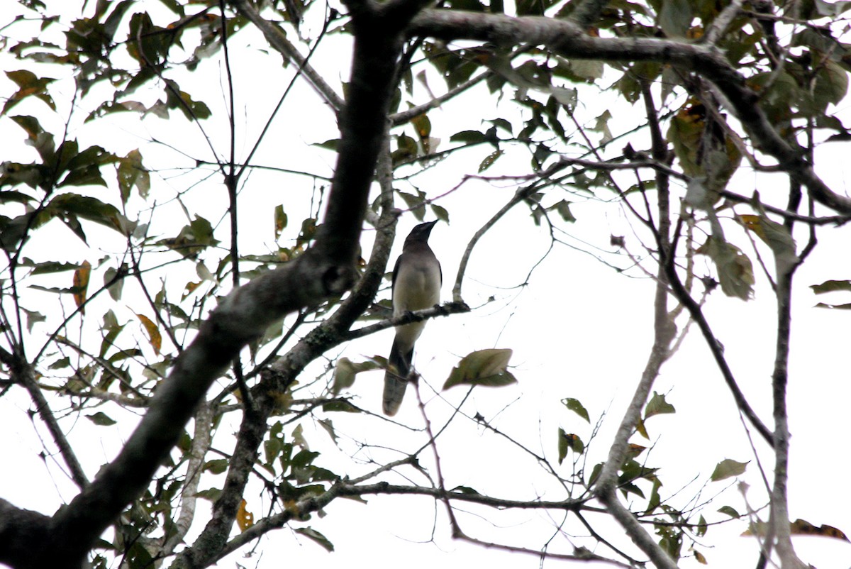 Brown Jay - ML410477251