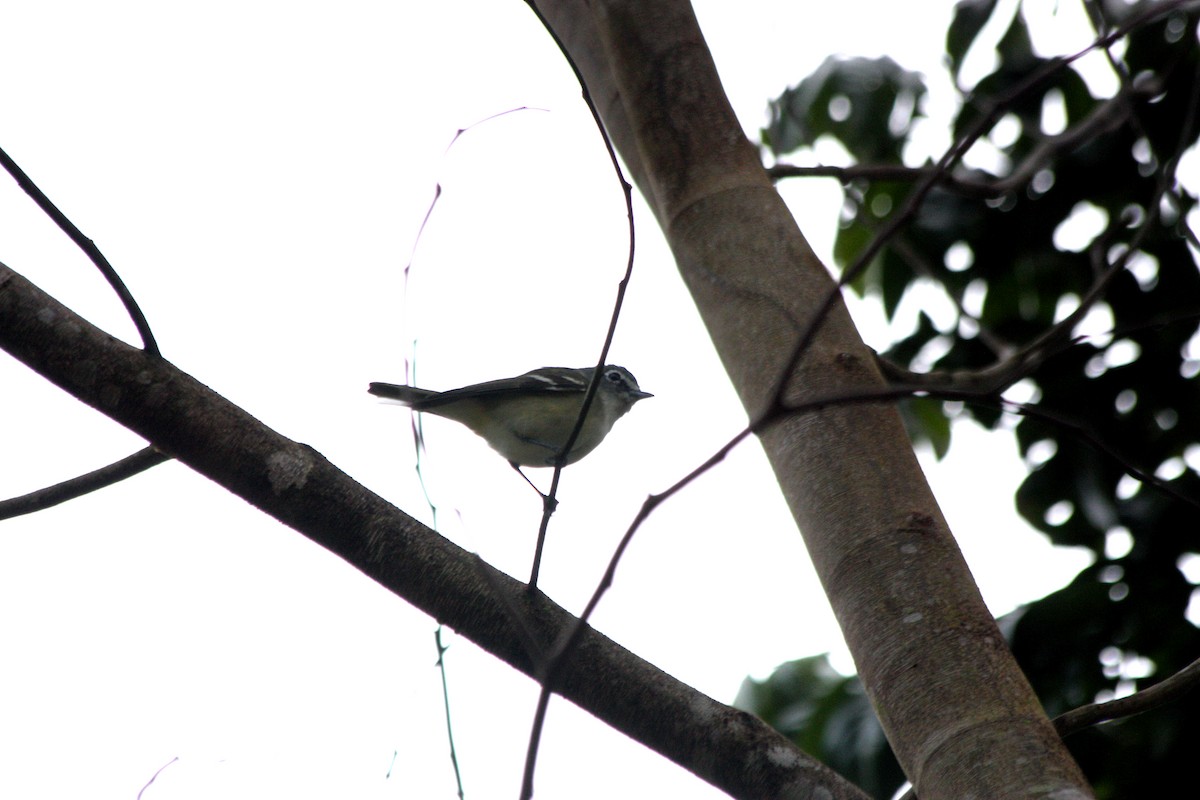 Blue-headed Vireo - ML410477381