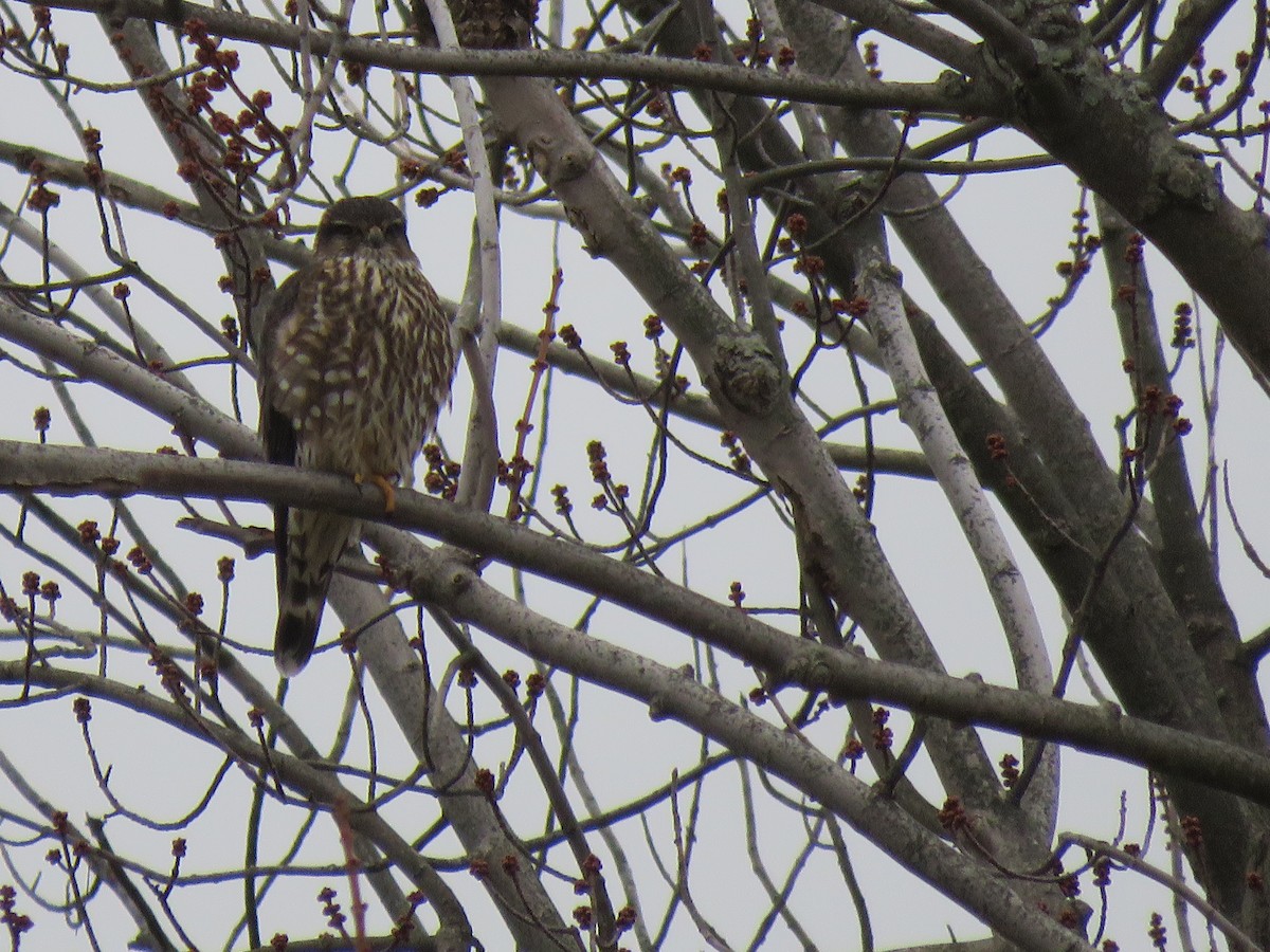 Merlin - ML410477431