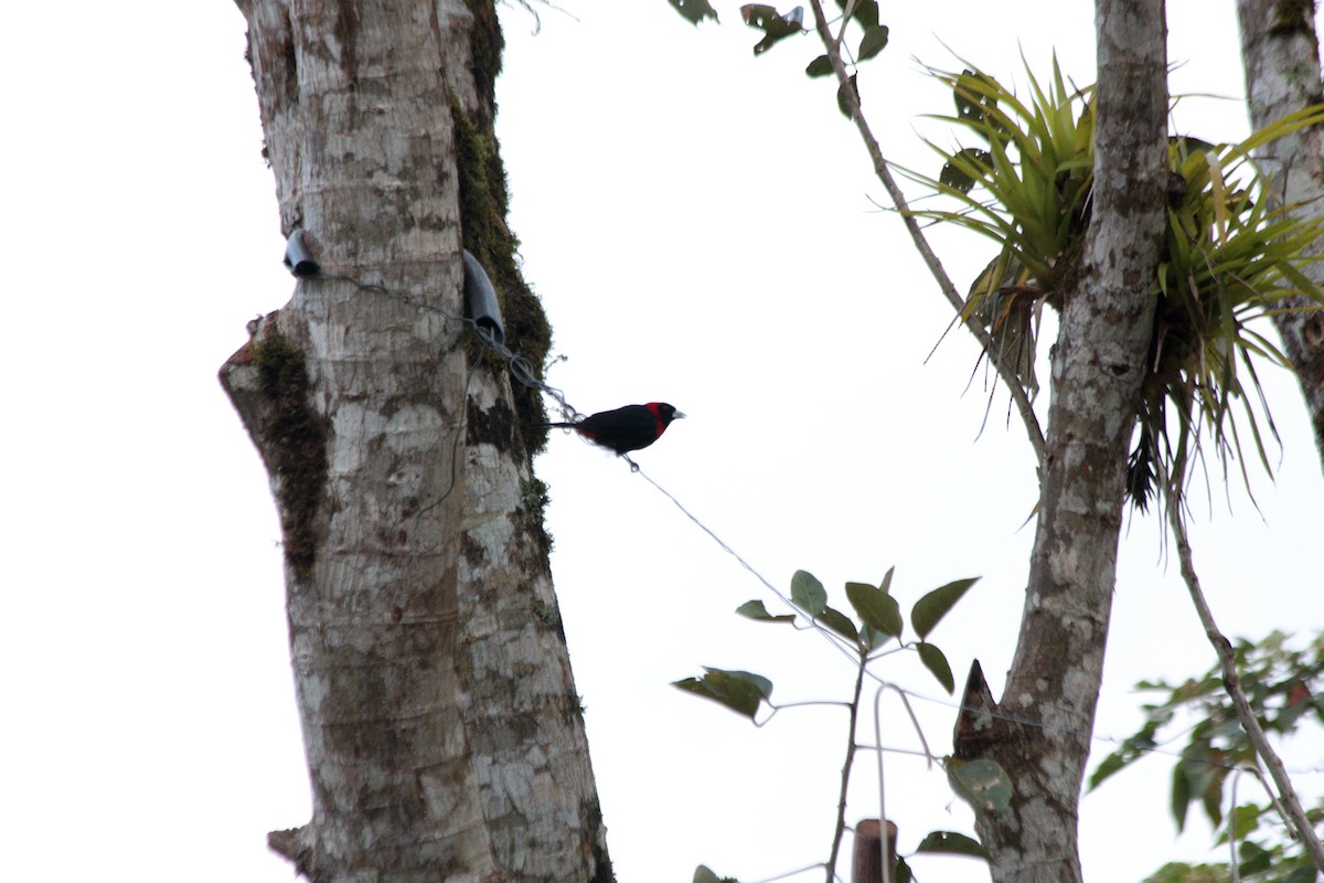 Crimson-collared Tanager - ML410477531