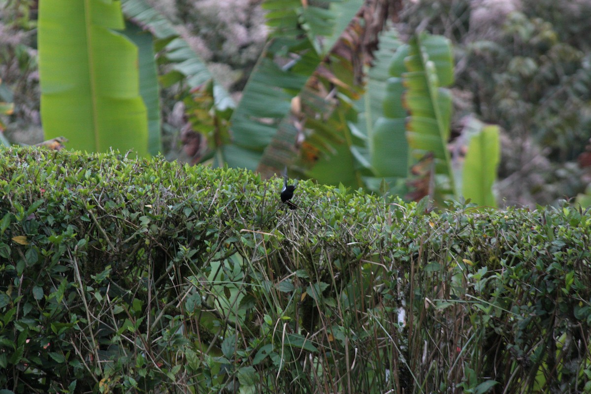 Variable Seedeater - Richard Dunn