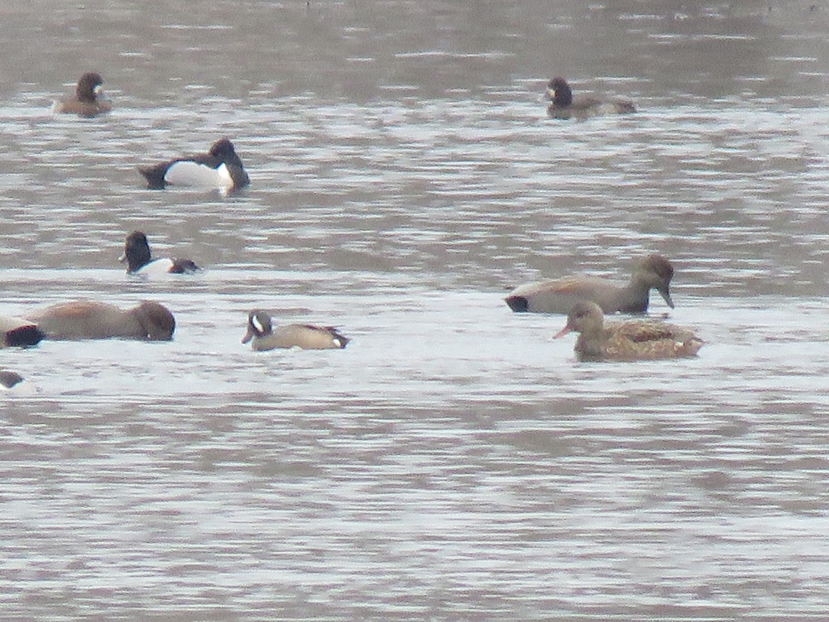 Blue-winged Teal - ML410477821