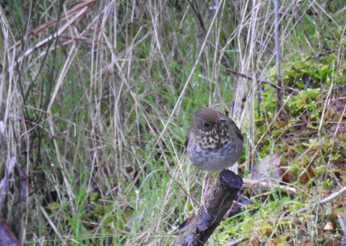 Hermit Thrush - ML41047791