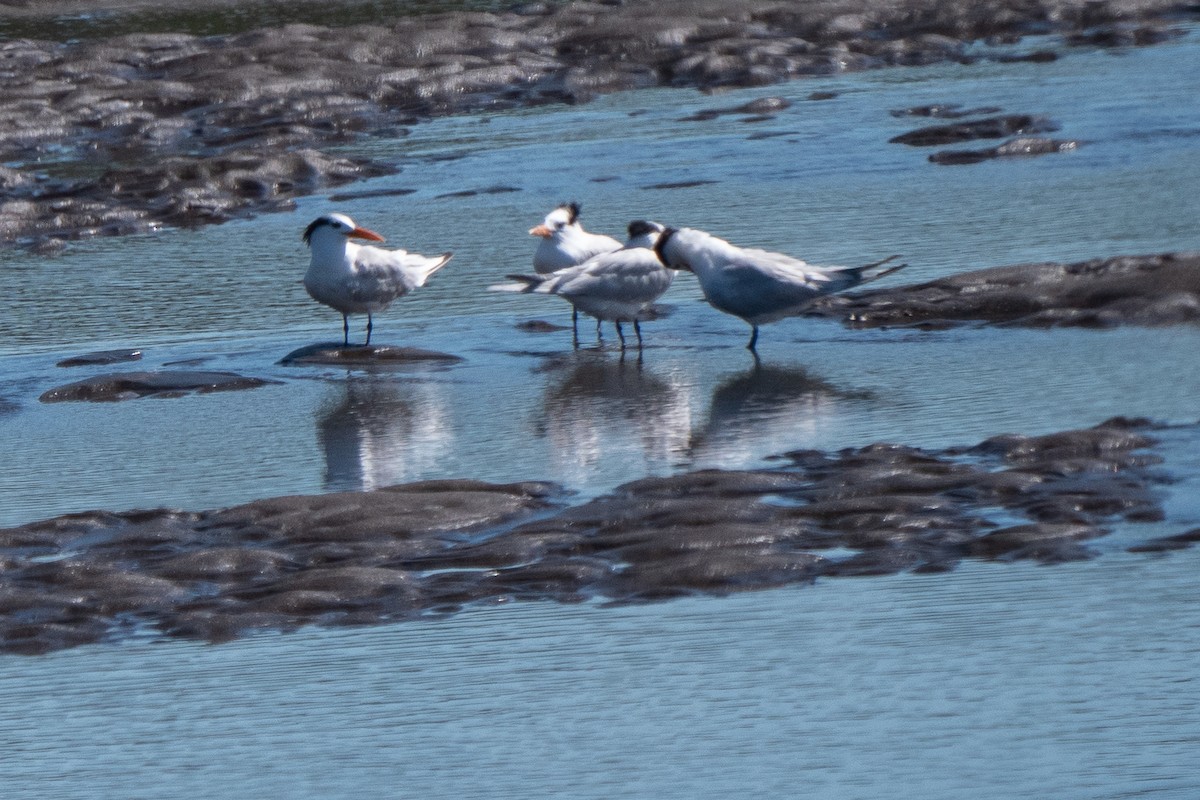 Royal Tern - ML410478441