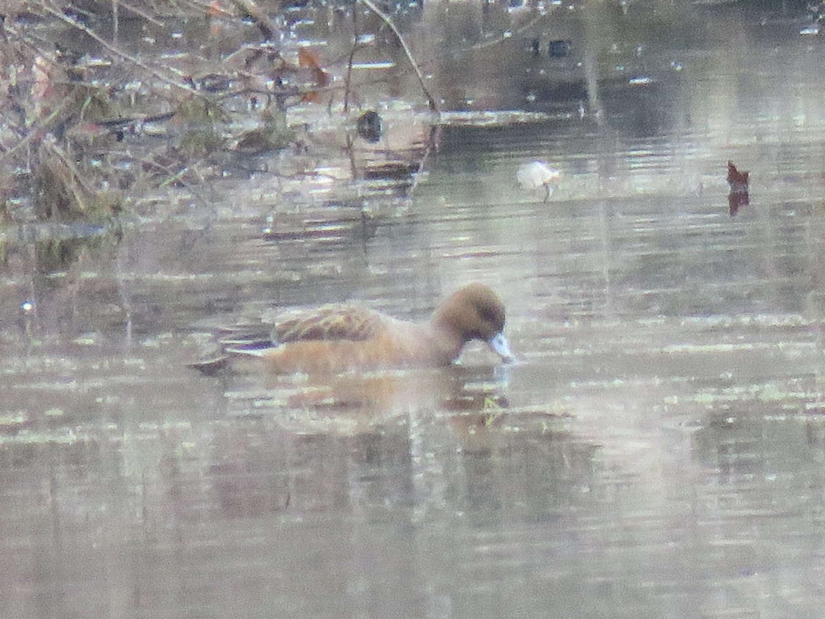 Eurasian Wigeon - ML410478581