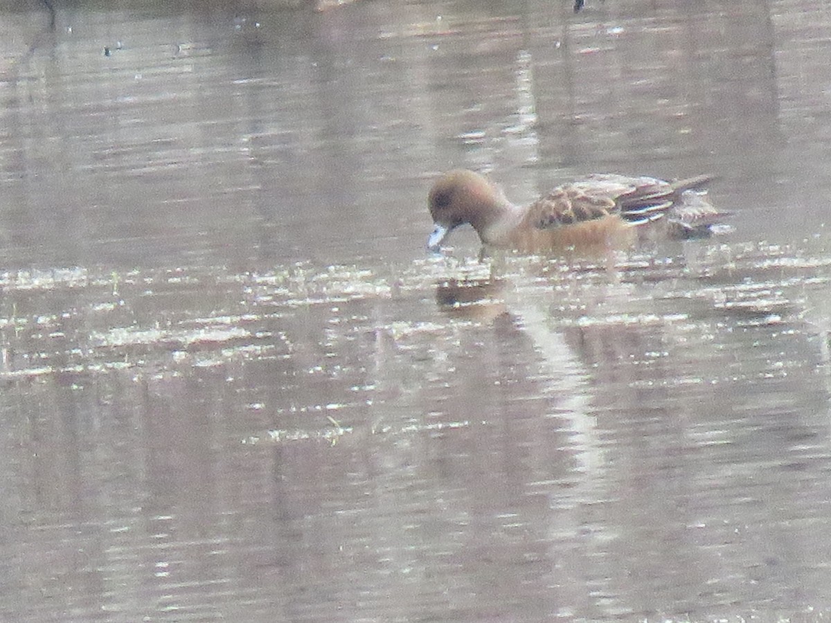 Eurasian Wigeon - ML410478811