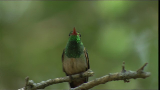 kolibřík yukatanský (ssp. cerviniventris/chalconota) - ML410479