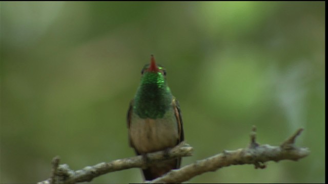 Amazilia Yucateca (cerviniventris/chalconota) - ML410479