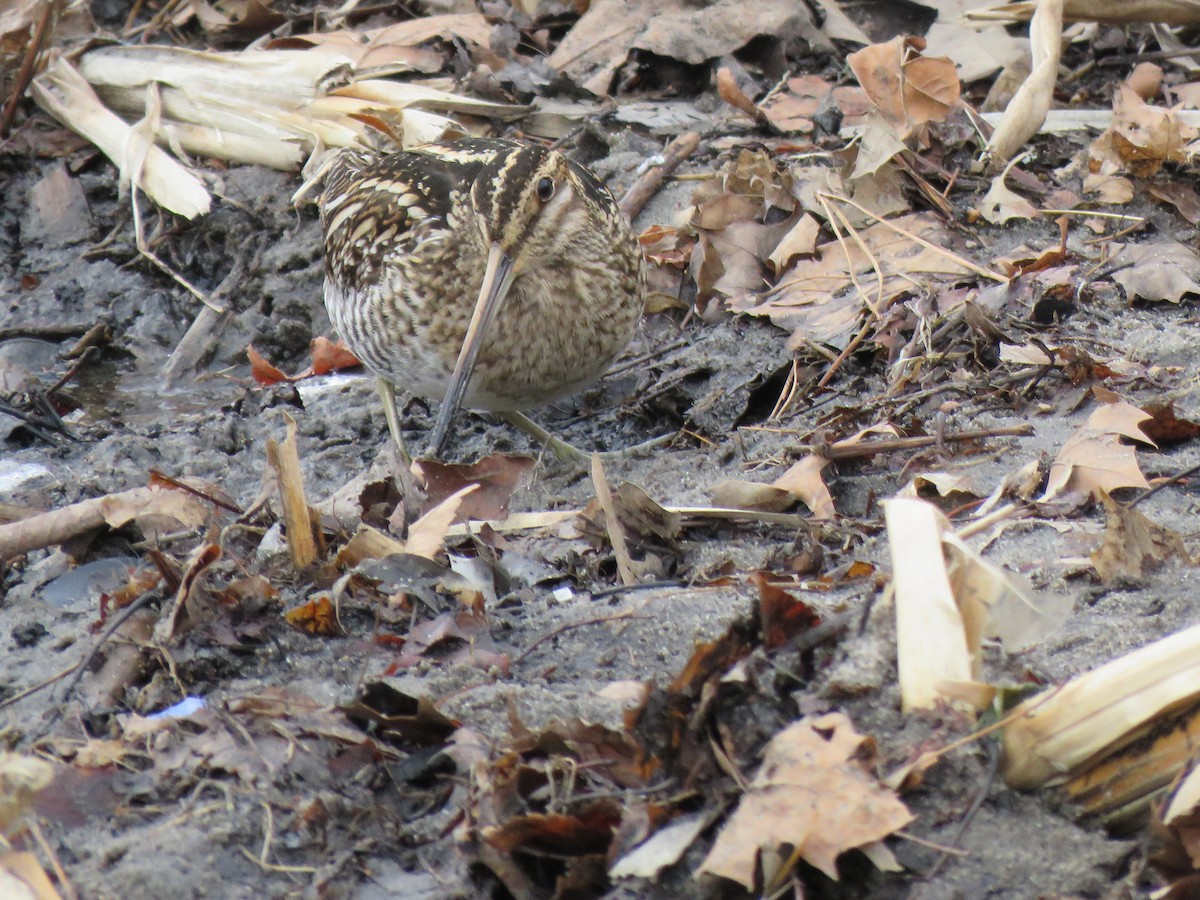 Wilson's Snipe - ML410479381